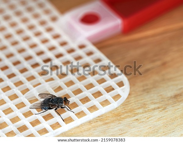 Fly on red\
fly swatter on wooden table, detailed macro shot of annoying insect\
in summer with useful tool to fight\
it