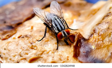 Fly On Roasted Chicken - Unhygienic Food