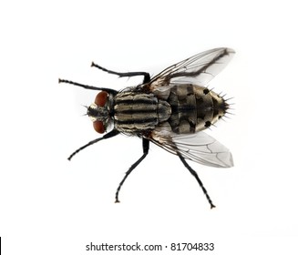 Fly on a solid white background.