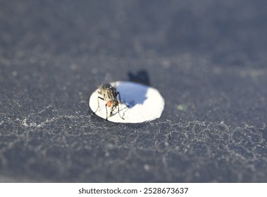 a fly on a surface