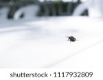 Fly on the table