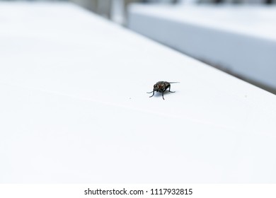 Fly on the table