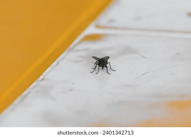 A fly on the table