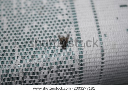 Fly on tablecloth in rainy season.  Flies are animals that carry diarrheal diseases to drive them away, Indonesians usually hang transparent plastic filled with water and deishape in such a way Stock photo © 