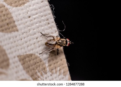 fly on textile