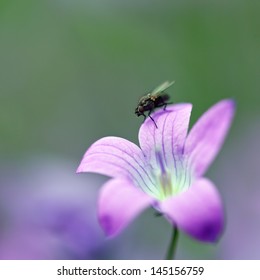 Fly On Violet Flower