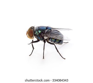 fly on a white background 