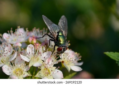 Fly On The White Flower