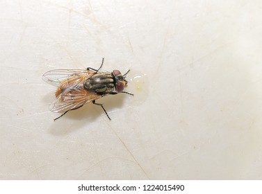 Fly on the white ground.Expresses commitment to work.
