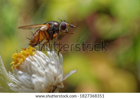 A fly on a white and yellow flower with pollen on its body.