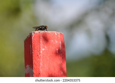 Fly On A Wood Fence Post