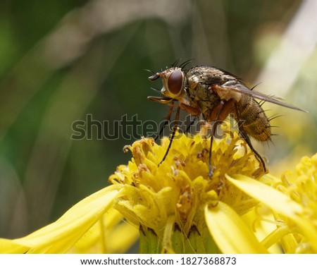 A fly on a yellow flower.
