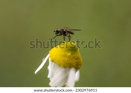 Fly on yellow white chamomile