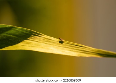 A Fly Perched On Top Of A Corn Leaf, Brazil