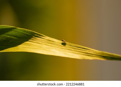 A Fly Perched On Top Of A Corn Leaf, Brazil