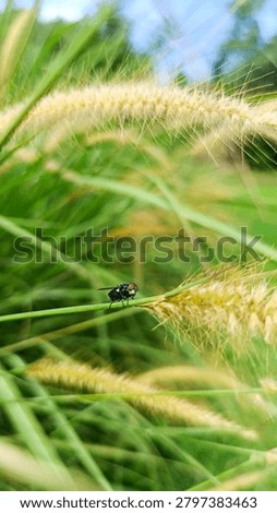A fly perched on a weed stem waiting for prey with a background of weed flowers.