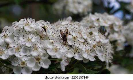 Fly Pollinator, On White Flowers. Summer Season