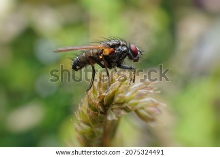 A fly resting on a blade of grass.