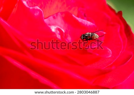 Fly resting on a delicate red rose petal, showcasing a close up detail of nature, insect life, and gardening