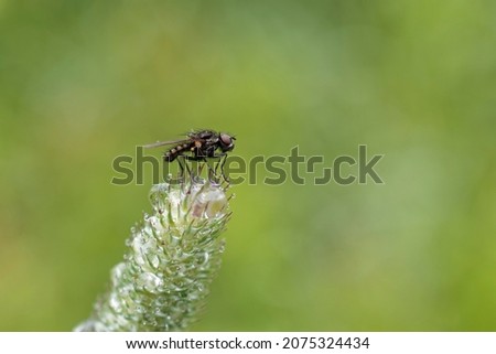 A fly riding out a rain shower on grass.