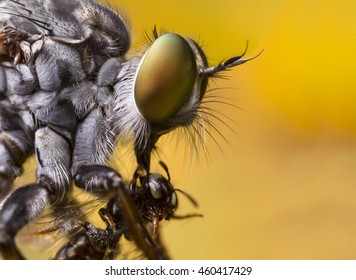 Fly Robber fly Long legged Fly 