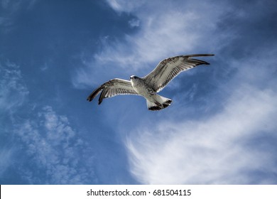 fly seagull