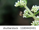 A fly from the side looking at the camera