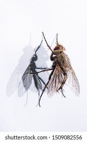 
Fly Sits On Glass Close-up With Reflection