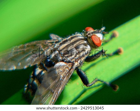 A fly sits on the grass