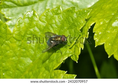 A fly sits on a plant