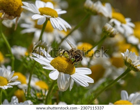 fly sits on a white daisy flower on a summer day. Insect on a flower close-up. Hover flies, also called flower flies or syrphid flies, make up the insect family Syrphidae.
