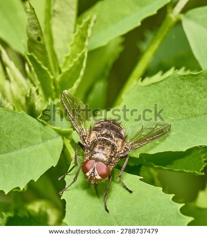 A fly sitting in the grass.