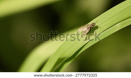 Fly sitting on the grass, macro.