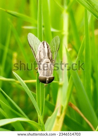 The fly is sitting on a leaf of grass.