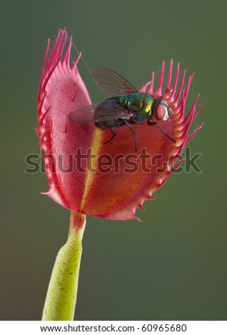 A fly is sitting on an open venus fly trap, just a second away from being trapped and eaten.