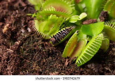 fly in small flower of Carnivorous Dionaea. Carnivorous plant at home as an insect trap close-up