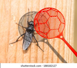 Fly and Fly Swatter / Fly