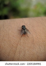 A Fly That Is Perched On A Man's Arm