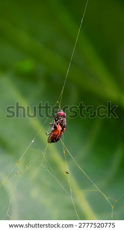 Fly Trapped in Spider Web.Dramatic macro shot of a housefly trapped in a sticky spider web, illustrating the concept of predator and prey in nature.