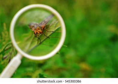 A Fly Under A Magnifying Glass, Entomology Concept Background With Copy Space