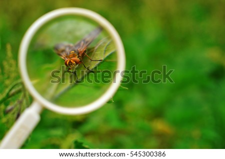 A fly under a magnifying glass, entomology concept background with copy space