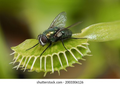 a fly in a venus flytrap
