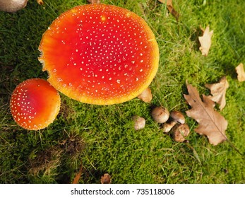Fly-agaric in a fores