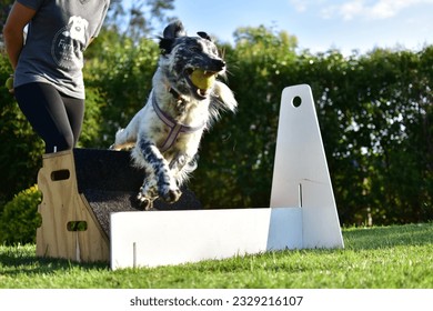 Flyball Box Jump Excersize And Training - Powered by Shutterstock