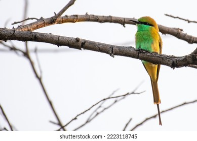 Flycather Ultramarine standing on a mango tree branch - Shutterstock ID 2223118745