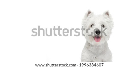 Flyer. Cute fluffy white beautiful West Highland Terrier looking at camera isolated on white background. Concept of motion, pets love, animal life. Copyspace for ad