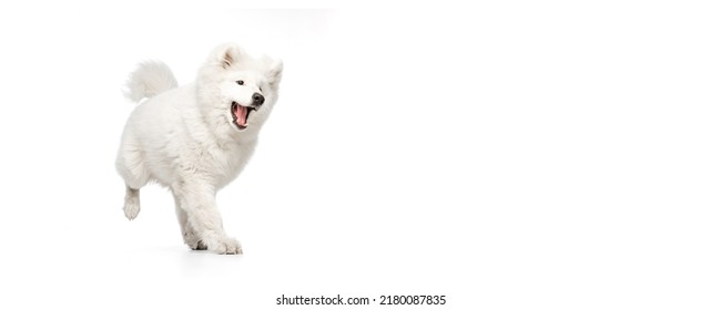 Flyer. Looks Happy, Delighted. Portrait Of Breed Dog, Fluffy Snow-white Samoyed Husky Isolated On White Studio Background. Concept Of Animal, Pets, Care, Fashion, Vet, Health. Copyspace For Ad