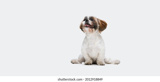 Flyer with portrait of cute little smiling Shih Tzu dog, puppy sitting isolated on white studio background. Concept of motion, movement, pets love, animal life.