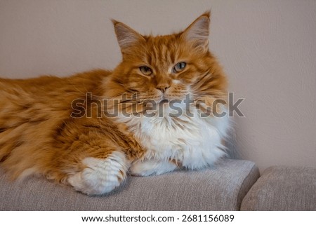 Flyffy ginger mainecoon cat lying on sofa