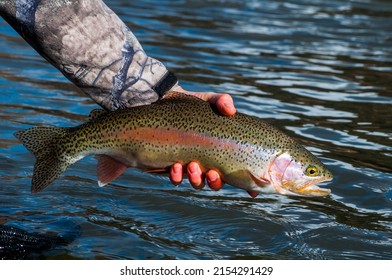 Flyfisherman releasing a rainbow trout back into the river after catching it while fly fishing in Alberta  - Powered by Shutterstock